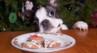 Dulces de Navidad para perros