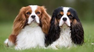 Tipos de Spaniel: conoce los distintos tipos de esta raza de perro