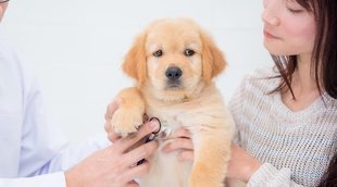 Cómo prevenir enfermedades en perros
