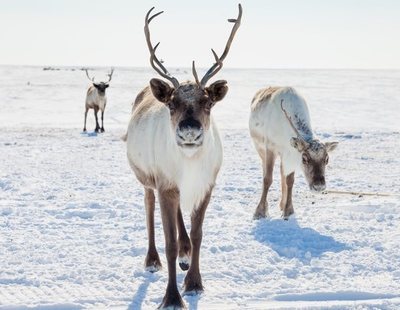 Los renos, los grandes protagonistas de la Navidad