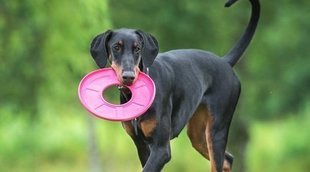 Mitos sobre la raza de perro Doberman