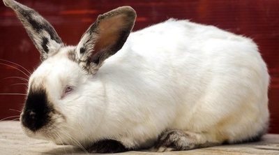 Conejo californiano: descubre todo sobre esta raza