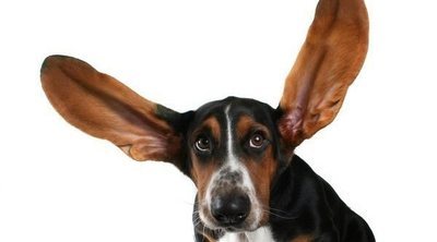 Razas de perro con las orejas grandes