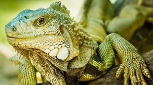 11 curiosidades de las iguanas