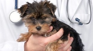 Cuidados postoperatorios tras la castración de tu mascota