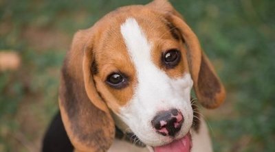 Adiestramiento de un perro Beagle: trucos y consejos