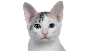Razas de gato: Bobtail japonés