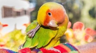 Tipos de Agapornis: un ave adorable