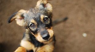 Acné en perros: síntomas y tratamiento