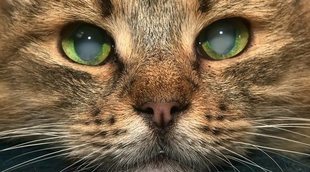 Cataratas en los gatos: formas de detectarlas y solucionarlas