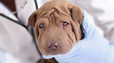 Enteritis en perros: qué es y cómo se soluciona