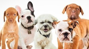 Consejos para elegir la raza de tu primer perro