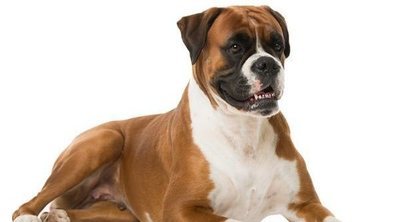 Mastocitoma canino: qué es y cómo se trata