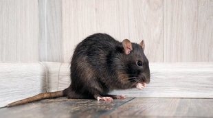 Cómo saber si una rata está embarazada