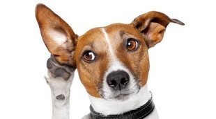 Problemas de audición en perros