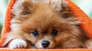 ¿Cómo es la personalidad de un perro de raza Pomerania?
