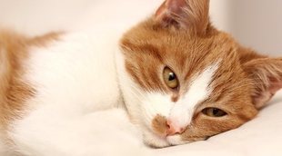 Parásitos intestinales en gatos