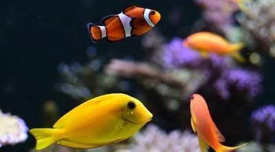 ¿Cuánto tiempo pueden estar los peces sin comer?