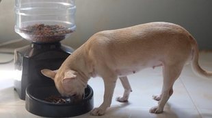 Comederos automáticos para perros