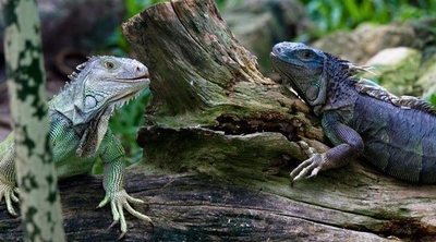Diferencias entre la iguana verde y la iguana negra
