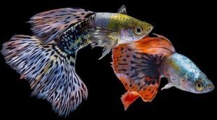 Peces tropicales: cuidados y consejos para tenerlos en el acuario