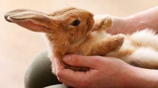 Cómo cuidar a un conejo recién nacido