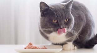 Paté para gatos: recetas caseras