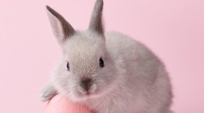 Jugar con un conejo: trucos e ideas originales