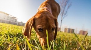 Juegos de olfato para perros: tipos y beneficios
