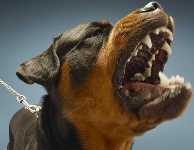 ¿Por qué un perro se vuelve agresivo?