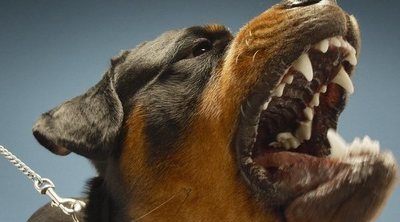 ¿Por qué un perro se vuelve agresivo?