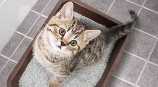 Infección de orina en gatos: Síntomas y tratamientos