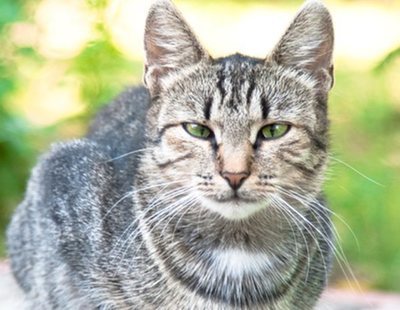Demencia senil en gatos: síntomas y tratamientos