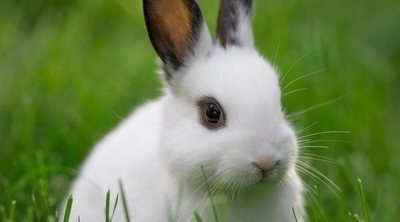Enfermedades comunes en conejos