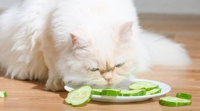 Frutas y verduras que pueden comer los gatos