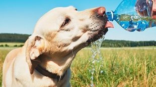 Cómo detectar un golpe de calor en perros