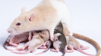 ¿Cómo se produce la reproducción de las ratas y ratones?