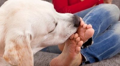 ¿Por qué mi perro me lame los pies?