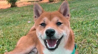 Personalidad de la raza de perro Shiba Inu