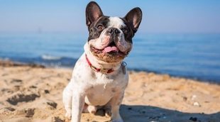 Perros y playas: normativa vigente