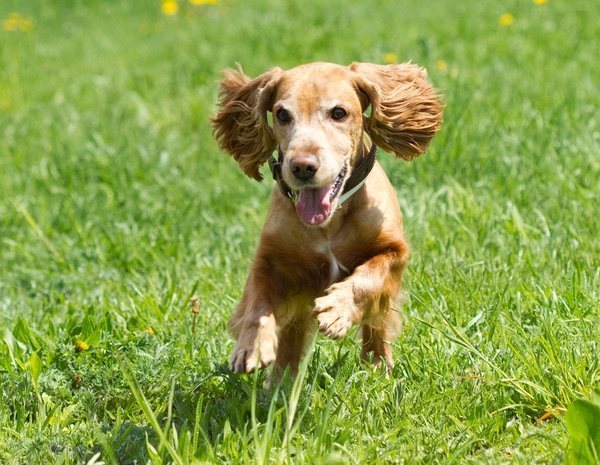 Cómo Educar A Un Cocker Spaniel Trucos Y Consejos Bekia