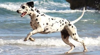 Playas a las que se puede ir con perros en España