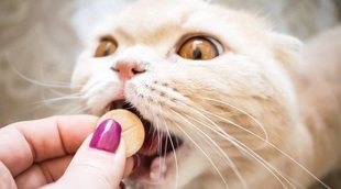 Medicamentos terminantemente prohibidos para gatos