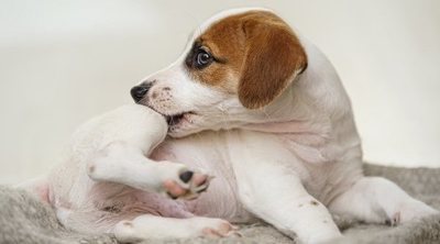 Antiparasitarios para perros: todo lo que necesitas saber