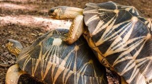 Cómo se reproducen las tortugas domésticas: de tierra y de agua dulce