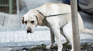 Causas y síntomas del estreñimiento en perros