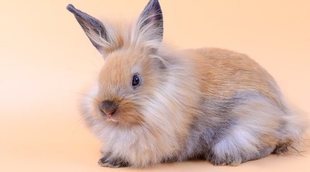 Estreñimiento en conejos: causas y formas de solucionarlo