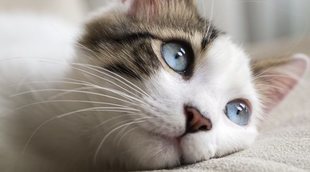 La gastroenteritis en gatos: todo lo que necesitas saber