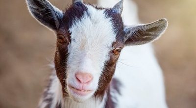 La cabra enana: un animal adorable que se puede tener como mascota