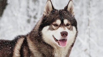 8 curiosidades sobre el Husky siberiano